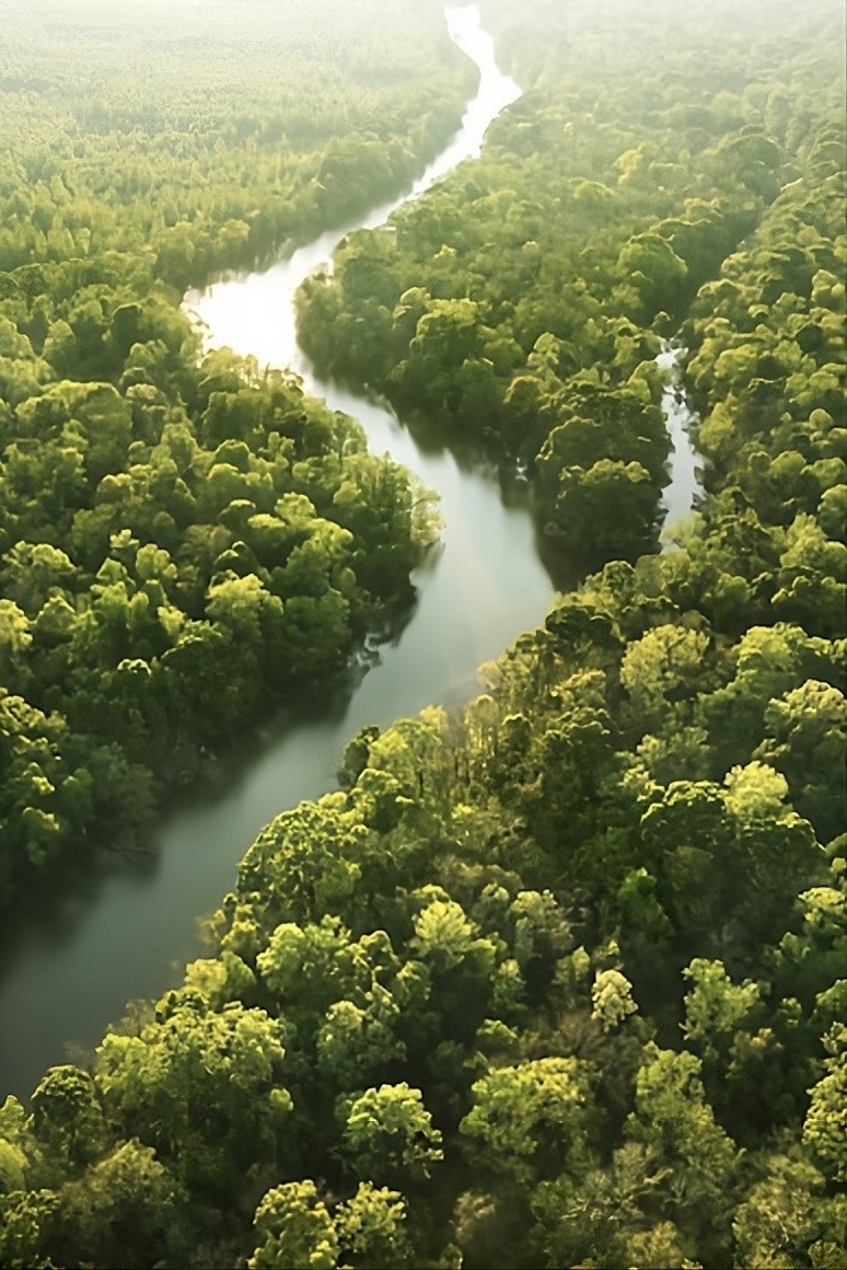 Amazonas Jungle Life